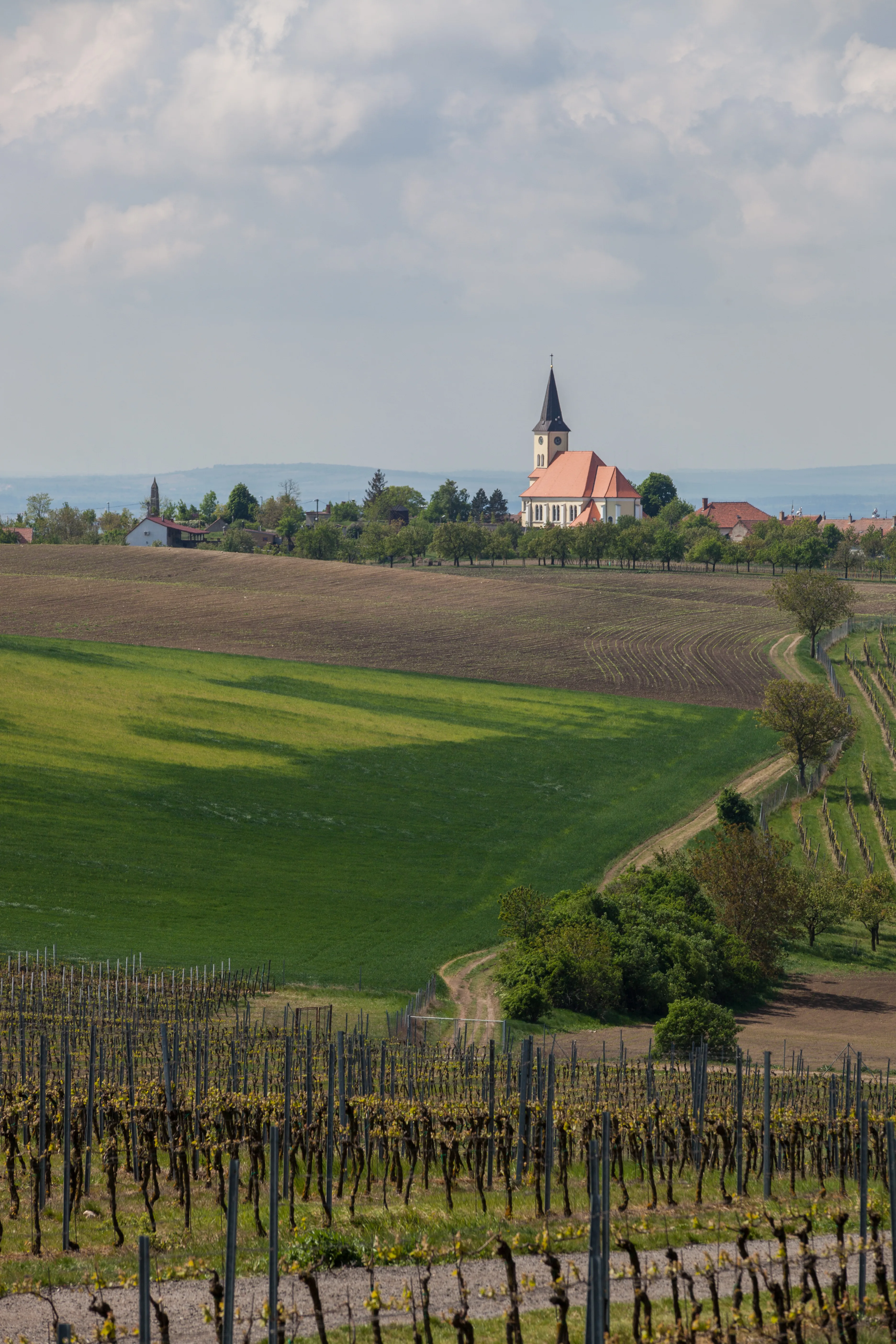 Vinohrady u Vrbice s pohledem na obec a kostel